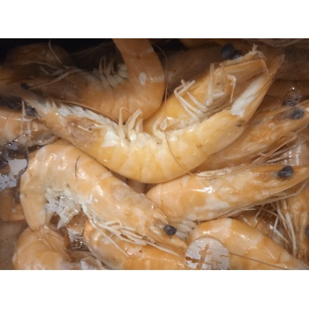 Crevettes ordinaires