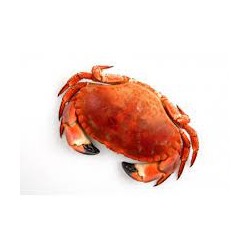 Crabe cuit
